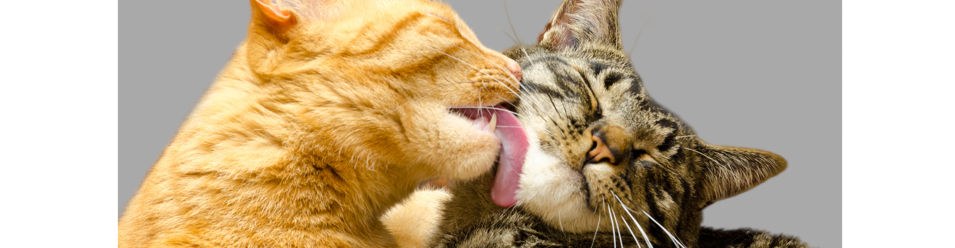 Chats