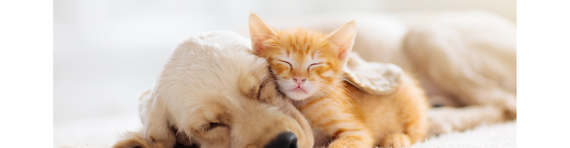 Chien et chat