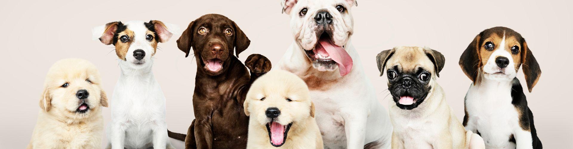 Chiens